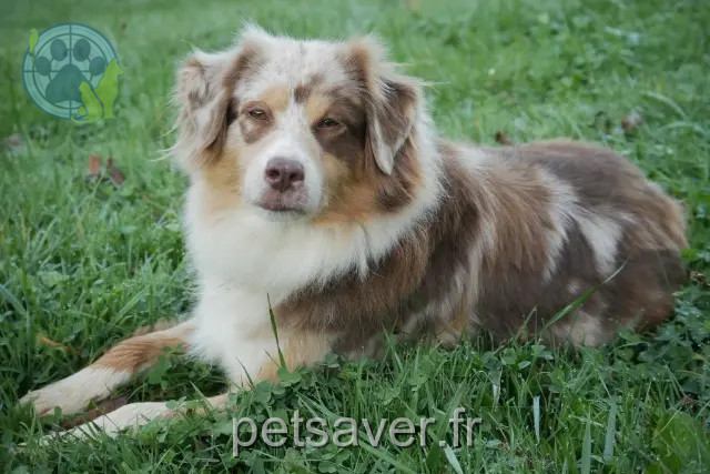 teef vermist 04290 Salignac Cheyenne teef lost 04290 Salignac Cheyenne