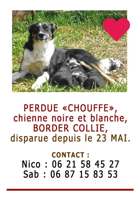 chienne lost   04200 Thèze Chouffe
