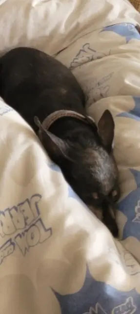 dog lost 04200 Sisteron Dominette dog lost 04200 Sisteron Dominette