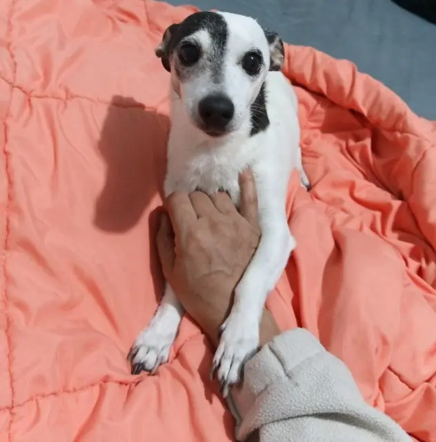 chienne lost   04510 Aiglun Eclipse