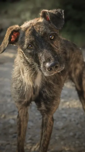 chienne lost   04800 Gréoux-les-Bains Kaïla