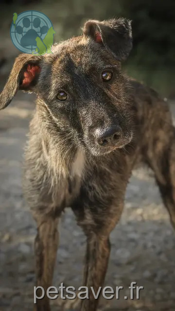 dog lost 04800 Gréoux-les-Bains Kaïla dog lost 04800 Gréoux-les-Bains Kaïla