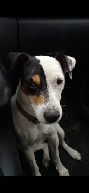 chienne lost   04870 Saint-Michel-l'Observatoire Kiwi