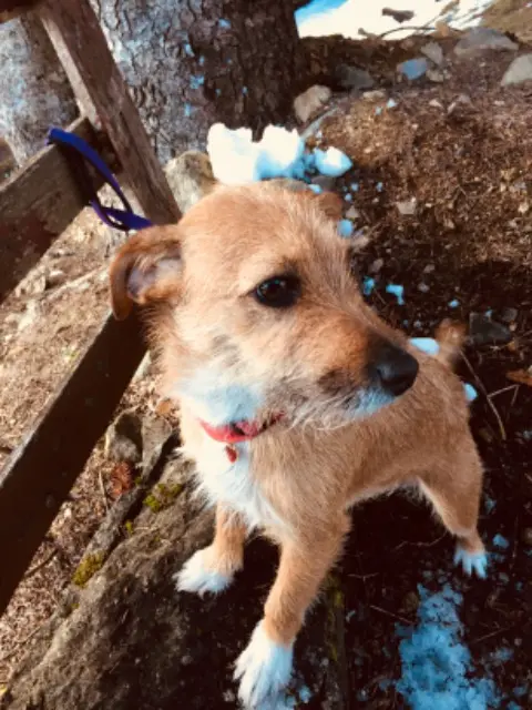 chienne lost   04230 Saint-Étienne-les-Orgues Mani