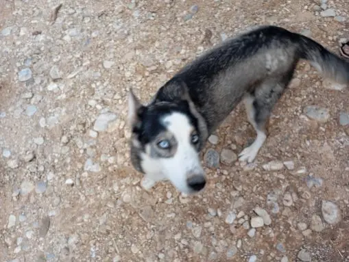 chienne lost   04500 Roumoules Monstresse