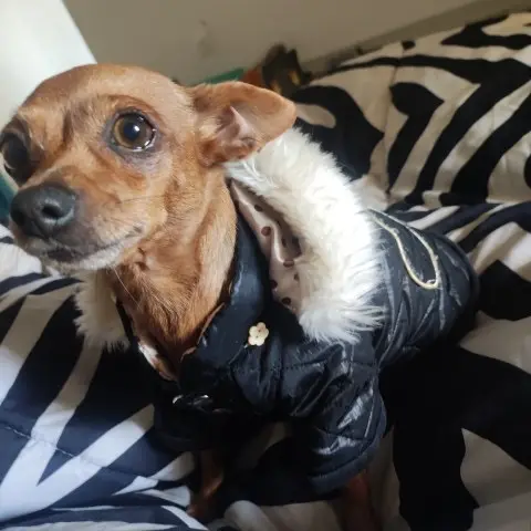 chienne lost   04300 Pierrerue Mouche
