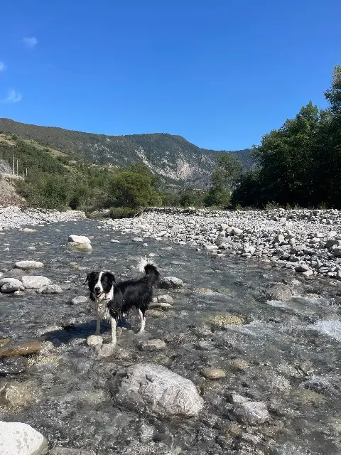 chienne lost   04700 Puimichel Nala