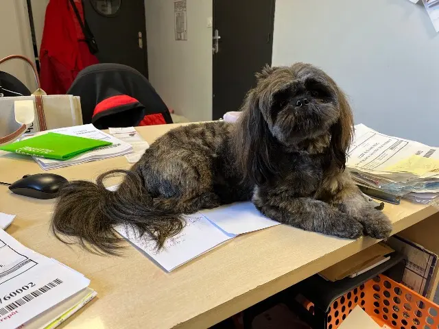 chienne lost   04000 Digne-les-Bains Tasha