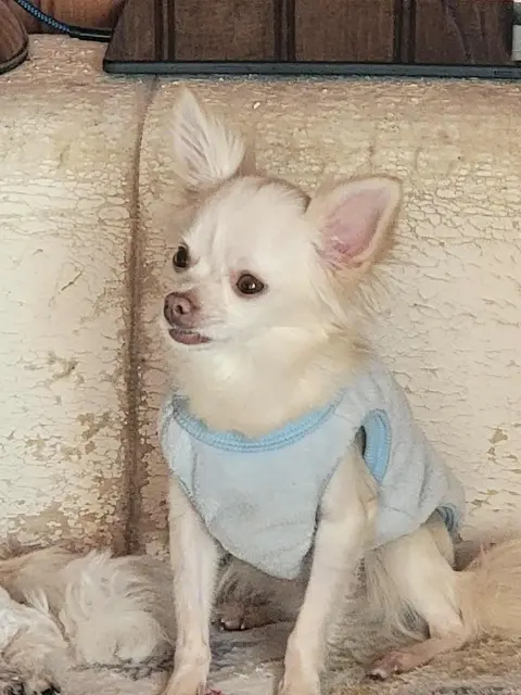 chienne lost   04500 Riez Yummi