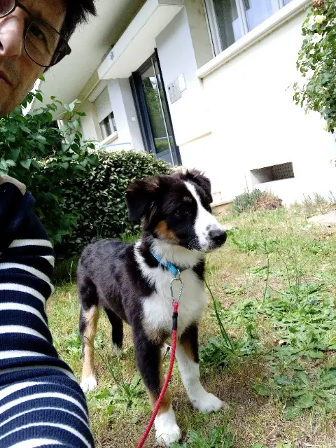 chienne lost   05000 Gap Alaska