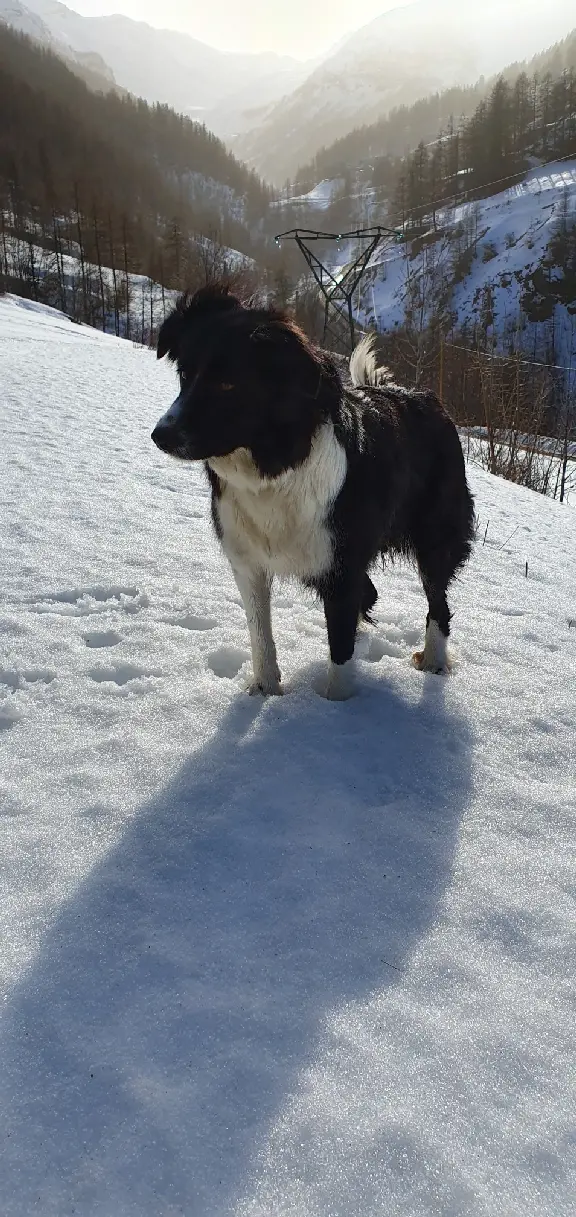 Chienne Perdue 05 Hautes-Alpes - Miquette Chienne Perdue 05 Hautes-Alpes - Miquette