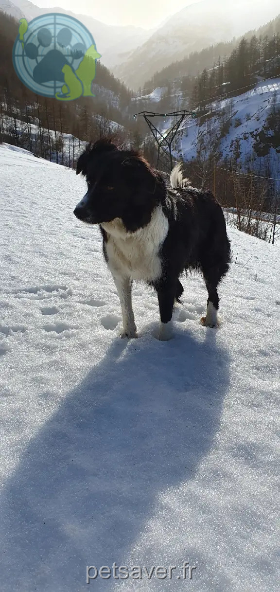 Chienne Perdue 05 Hautes-Alpes - Miquette Chienne Perdue 05 Hautes-Alpes - Miquette