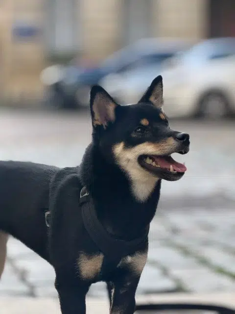 chienne lost   05240 La Salle-les-Alpes Moka