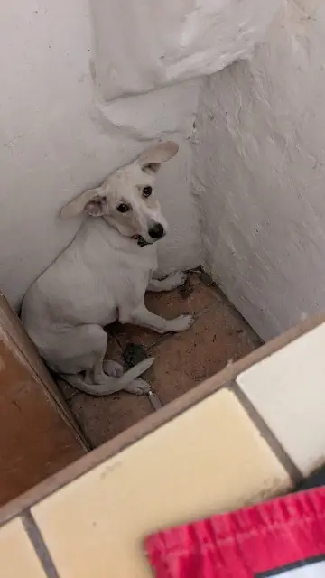 cagna lost   05140 Aspres-sur-Buëch Mona
