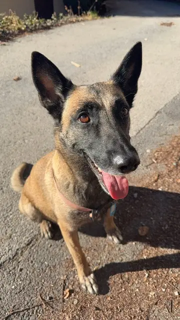 chienne lost   05600 Eygliers Mya