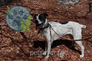 cagna persa 05230 Avançon NEYA cagna lost 05230 Avançon NEYA