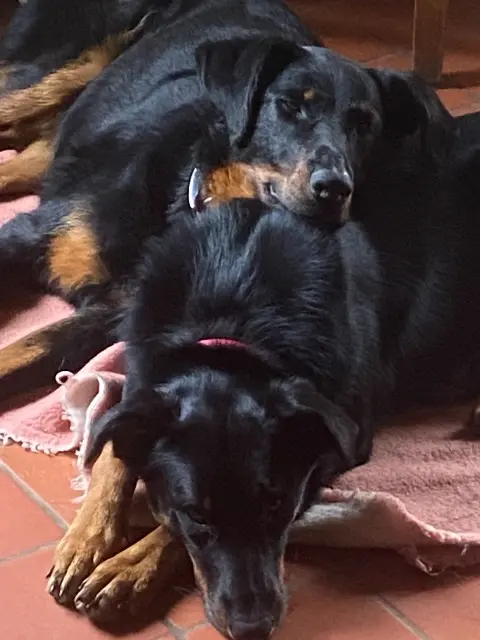 chienne lost   05700 Savournon Polka