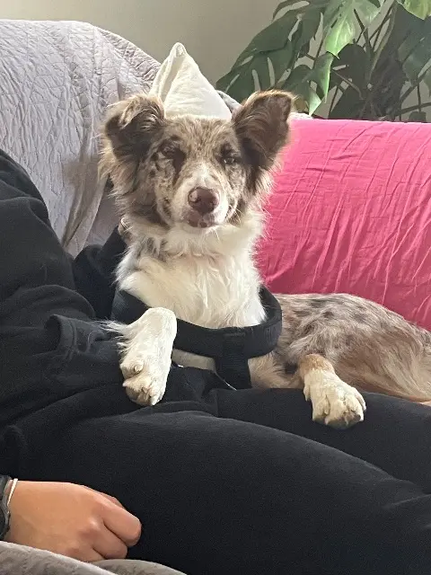 dog lost   05000 Gap Redbull