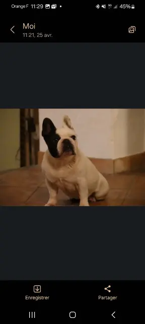 chienne lost   06650 Opio Betty ou joon