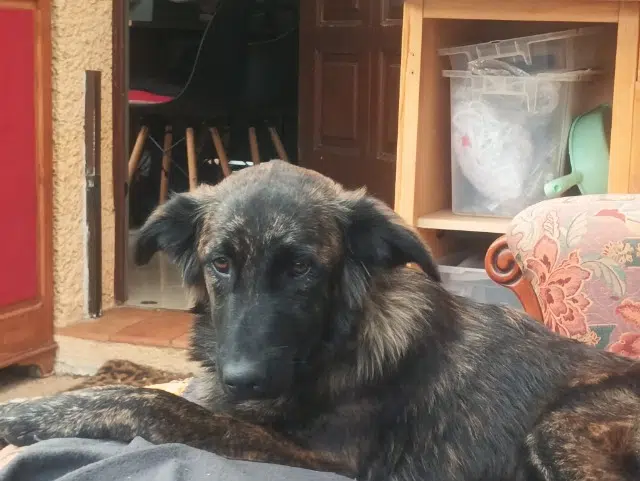 chienne lost   06800 Cagnes-sur-Mer Gaïa