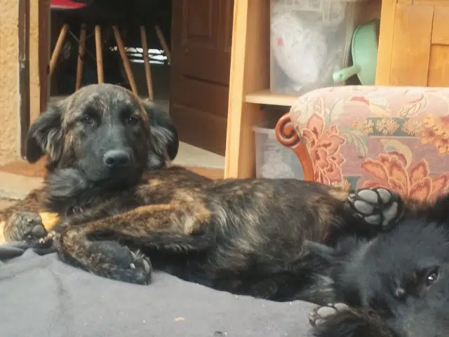 chienne lost   06800 Cagnes-sur-Mer Gaïa