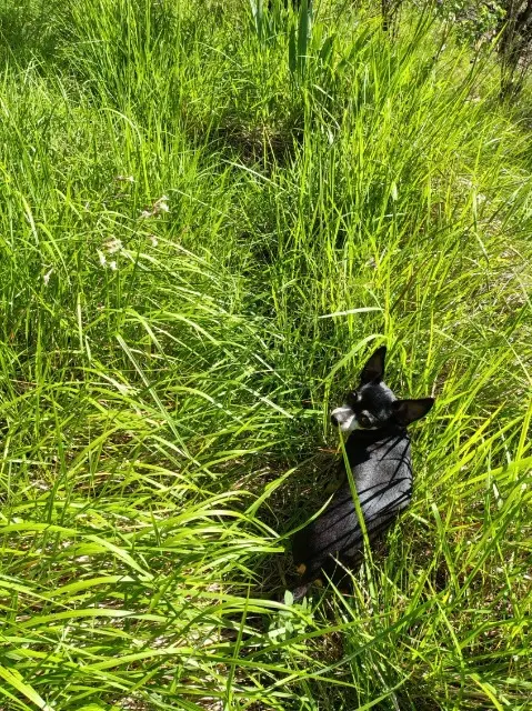 chienne lost   06450 Roquebillière Kaina
