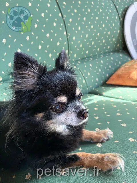 dog lost    Antibes Lola