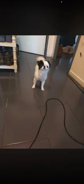 chienne lost   06340 La Trinité Nala