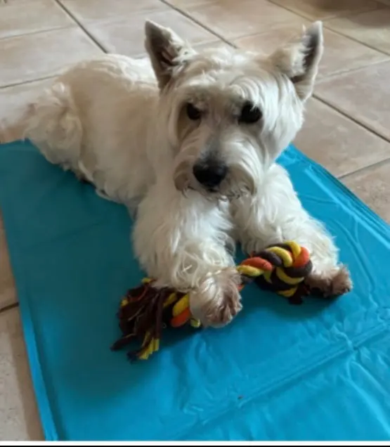 chienne lost   06220 Vallauris Neige