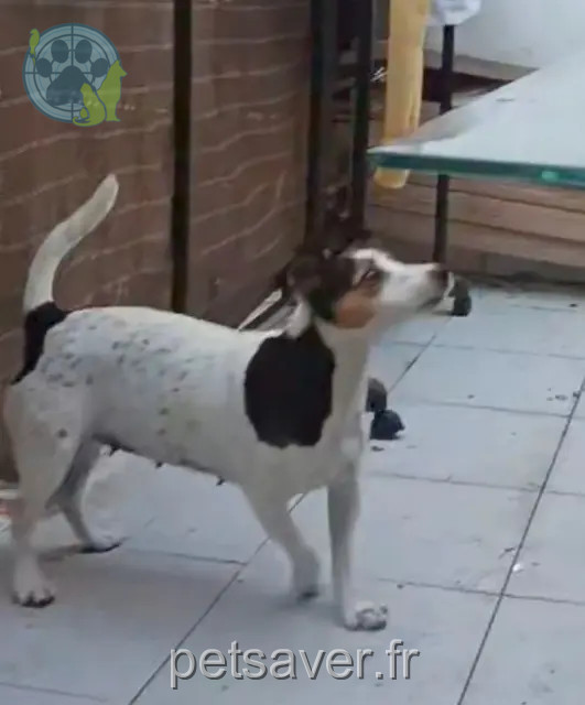 dog lost Nice Acha dog lost Nice Acha