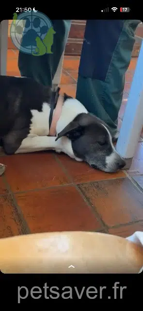 chienne lost    Nice Cassi