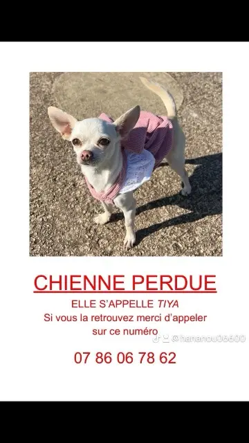 chienne lost    Nice Tiya
