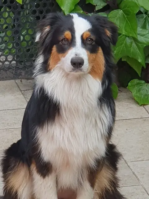 chienne lost    Nice Vicky