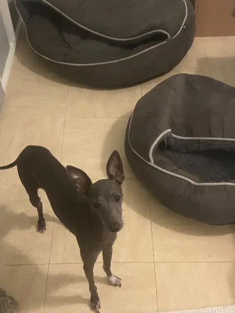 chienne lost   06260 Puget-Théniers Venusia