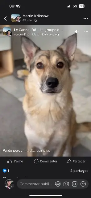 chienne lost   06110 Le Cannet Rinda