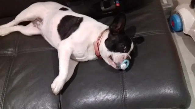 chienne lost   06510 Carros Ruby