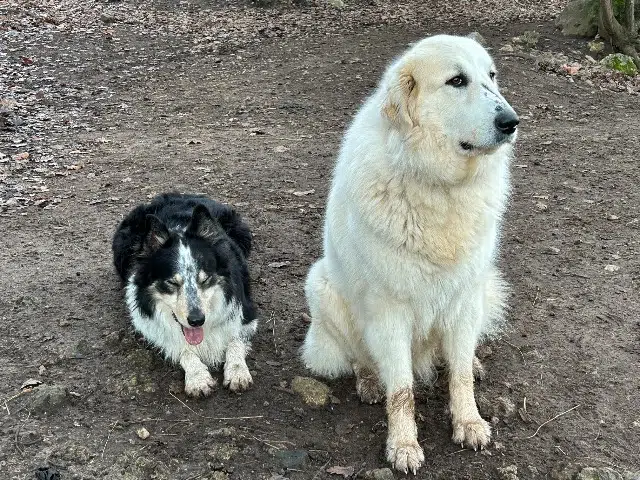 chienne lost   06710 Touët-sur-Var Topaze