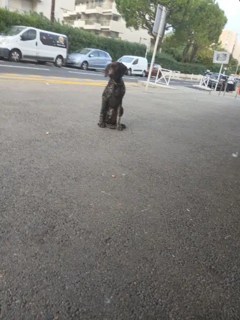 chienne lost    Antibes Toutta