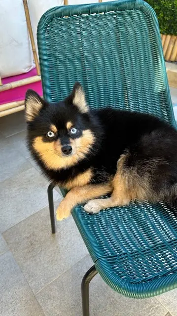 chienne lost    Antibes Toxi
