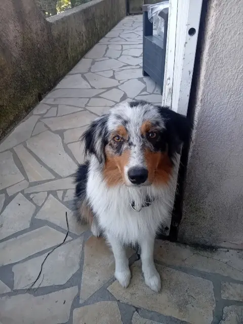 chienne lost   06570 Saint-Paul-de-Vence Vicky