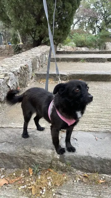 dog lost Nice Cacau dog lost Nice Cacau