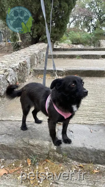 perra perdida Nice Cacau perra lost Nice Cacau