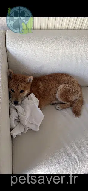 dog lost   07250 Le Pouzin Aya