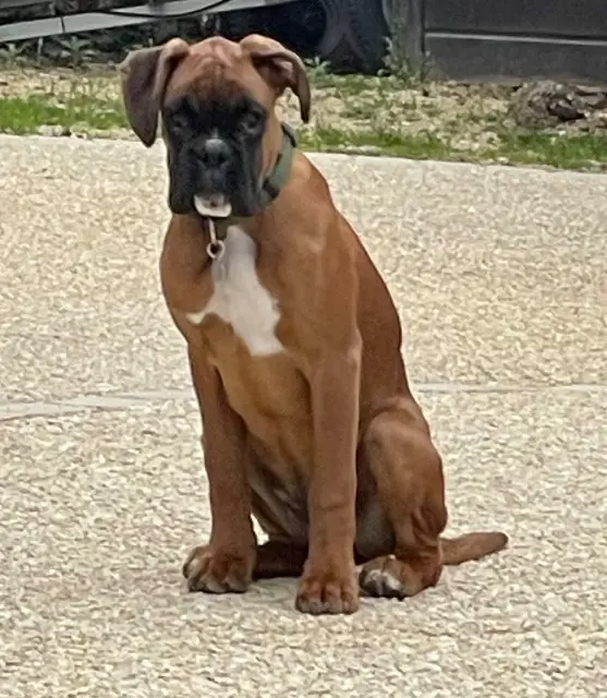 chienne lost   07130 Soyons Boxer