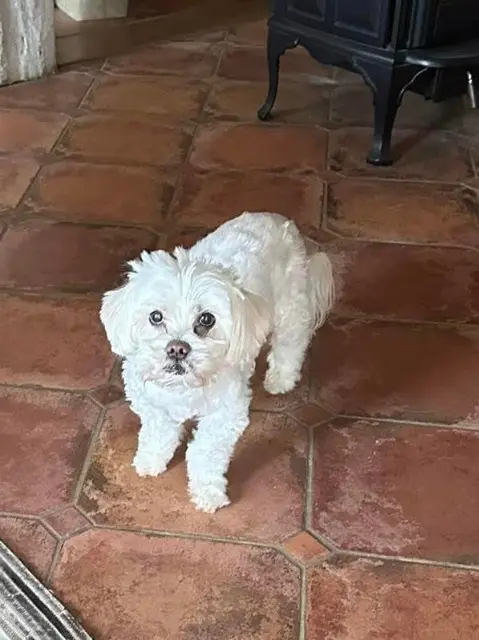 chienne lost   07130 Toulaud CHANEL