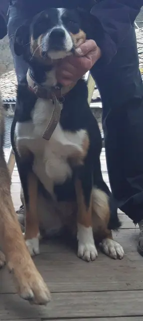 chienne lost   07190 Saint-Étienne-de-Serre Hourria