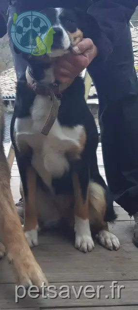 dog lost 07190 Saint-Étienne-de-Serre Hourria dog lost 07190 Saint-Étienne-de-Serre Hourria