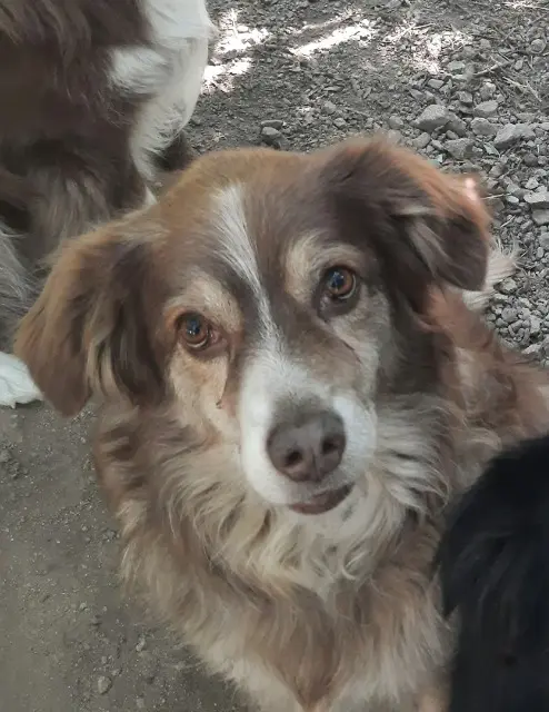 chienne perdue 07330 Thueyts Ithaca chienne lost 07330 Thueyts Ithaca