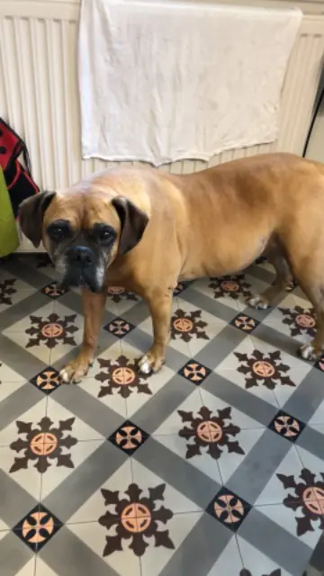 chienne lost   07210 Saint-Lager-Bressac Maya