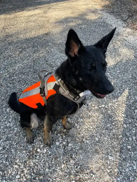 chienne lost   07200 Ucel Miri